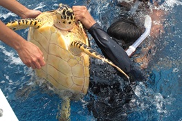 Belize’s Glover’s Reef Providing Refuge For New Generation of Sea Turtles